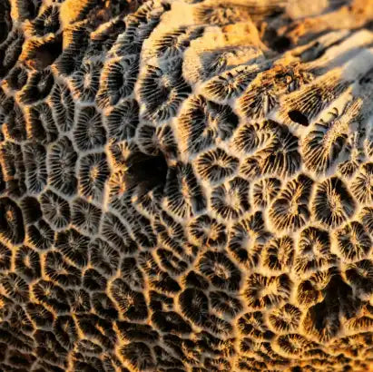 corail fossile